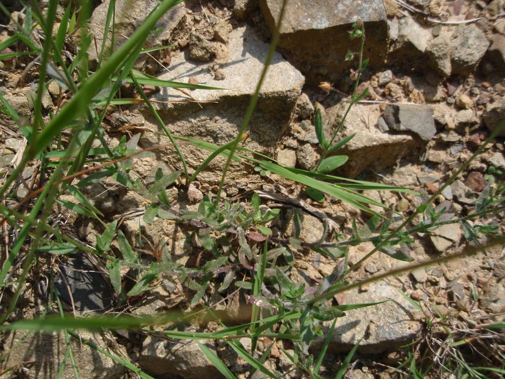 Jasione montana / Vedovella annuale